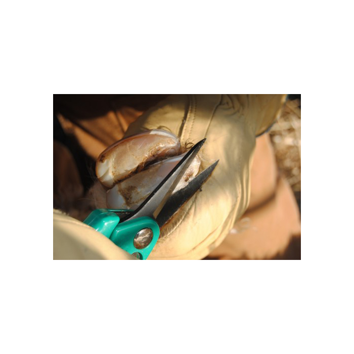 Premium sheep hoof shears