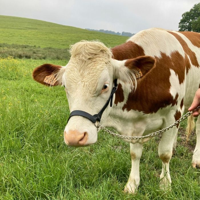 Licol américain en cuir marron pour vache laitière KAMER