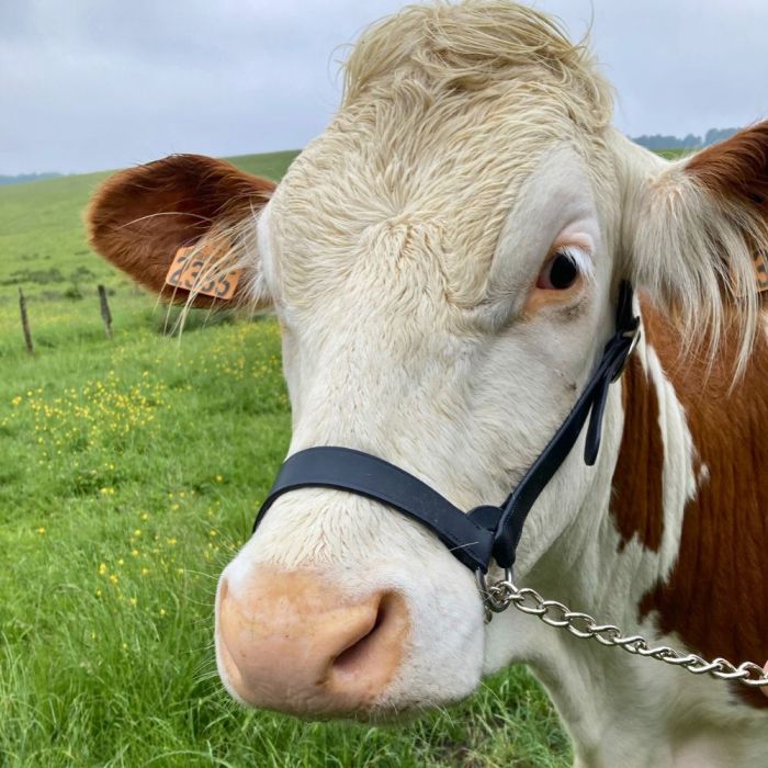 American black leather halter for dairy cows KAMER