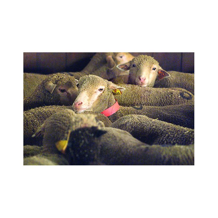 50 colliers jaunes en plastique pour ovins