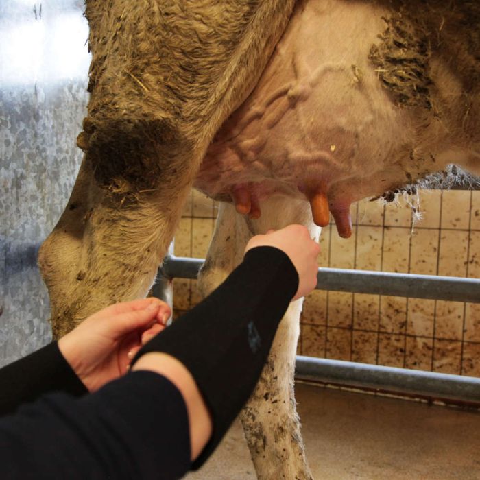 2 manchettes de protection en néoprène taille L SEPTICARE
