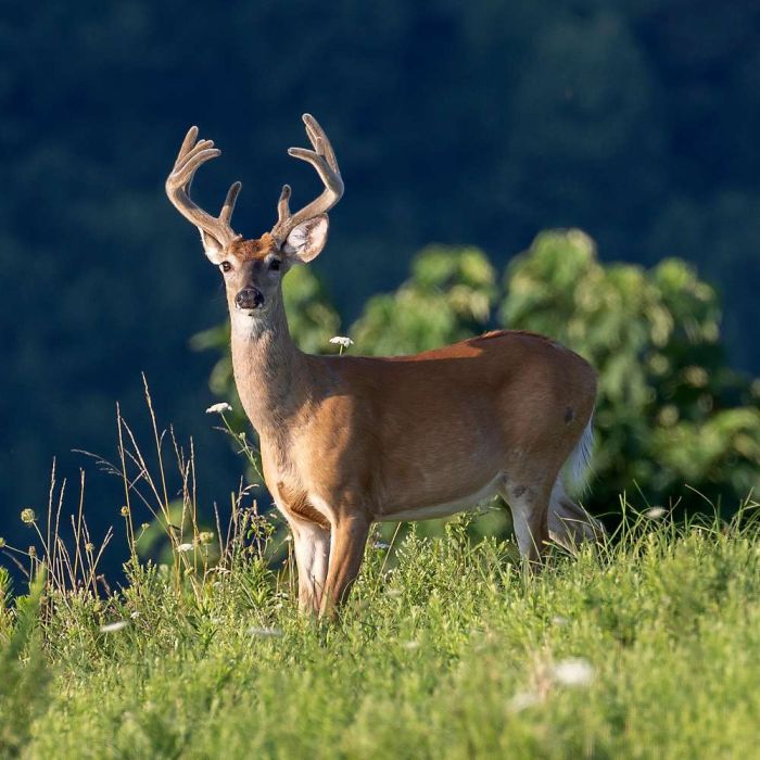 Répulsif concentré anti-chevreuil 250 ml ULRICH