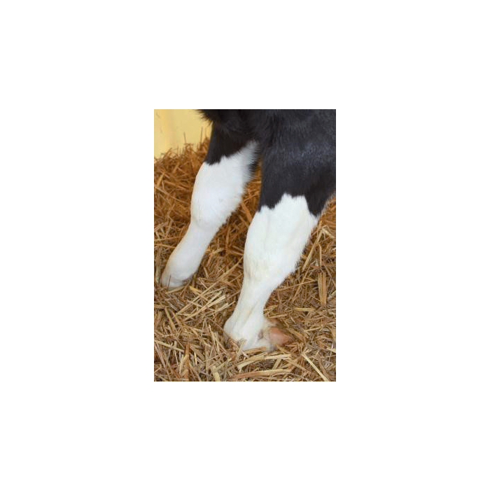 Leg splint for calves Ukal