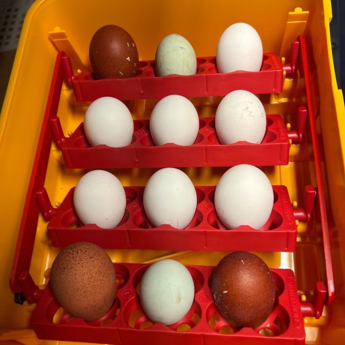 Couveuse automatique 12 œufs RIVER by CHICK'A