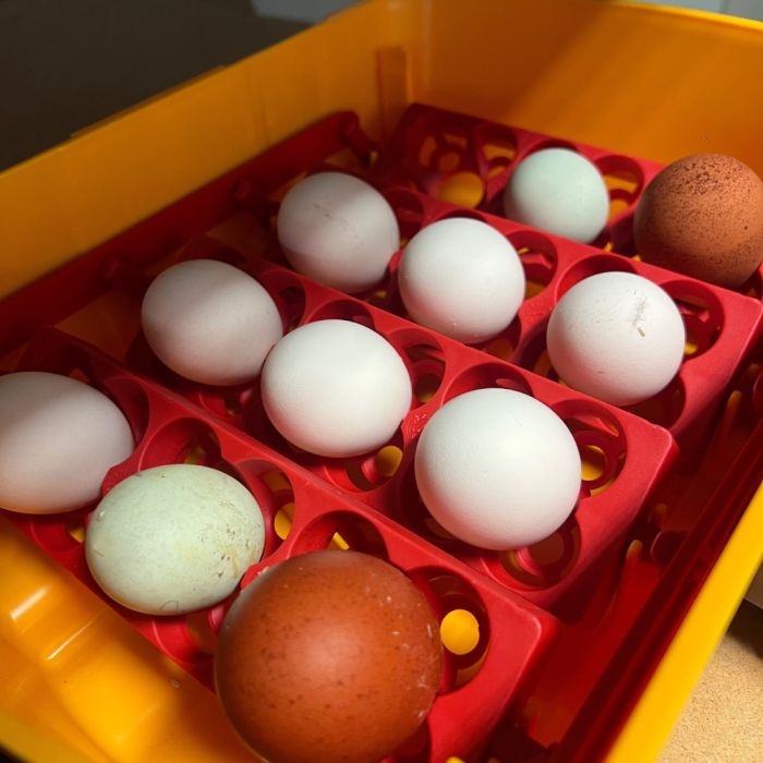 Couveuse automatique 12 œufs RIVER by CHICK'A