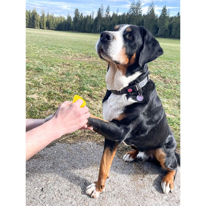 Brosse universelle grands chiens à poils courts PETME 