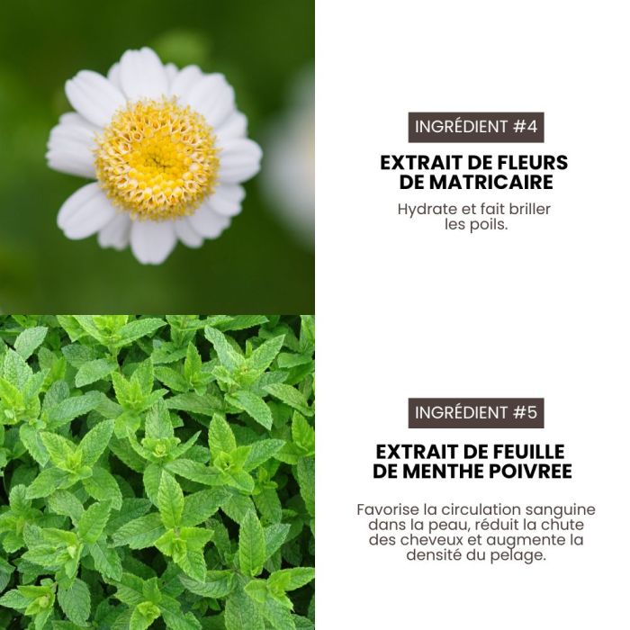 Shampoing pro hypoallergénique Premium Grooming Artist pour chiens 3,8 L spécial HYPONIC