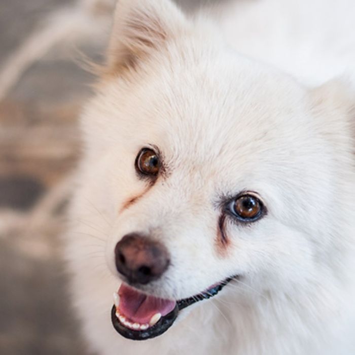 Nettoyant naturel anti-larmes pour chiens et chats 120 ml HYPONIC