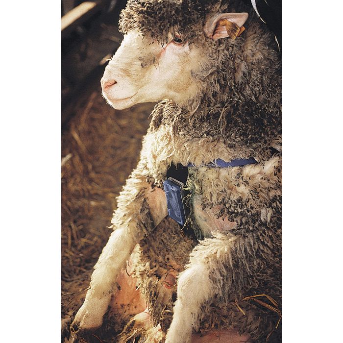 Harnais marqueur en nylon pour bélier