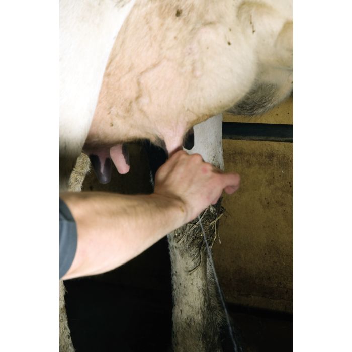 Lavettes pour pis SEPTICARE X25