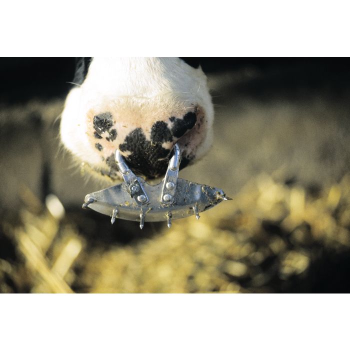 Spiked weaner swingarm