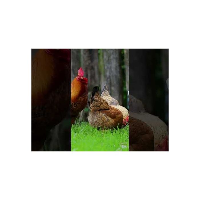 Supplément alimentaire à base de probiotiques pour volailles CHICK'A 360g