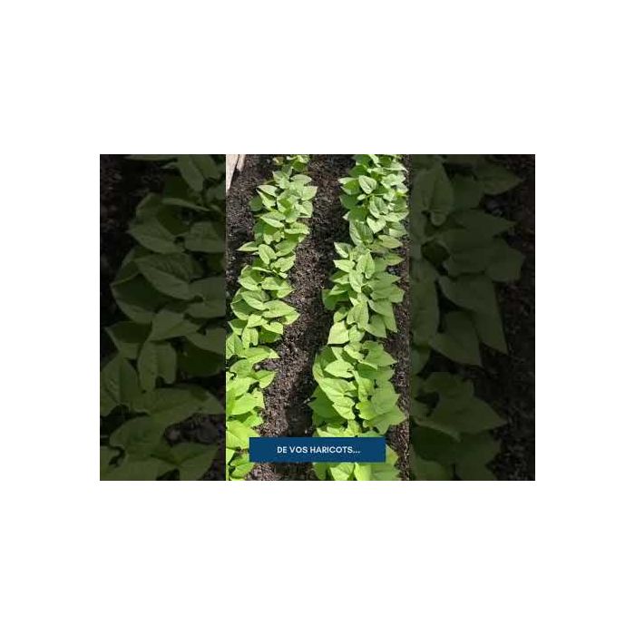 Anti-limaces et escargots 1% / 500G Portland garden