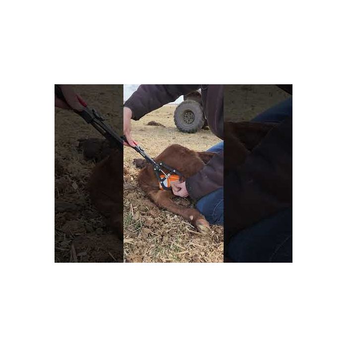 Testi grip pour veaux UKAL