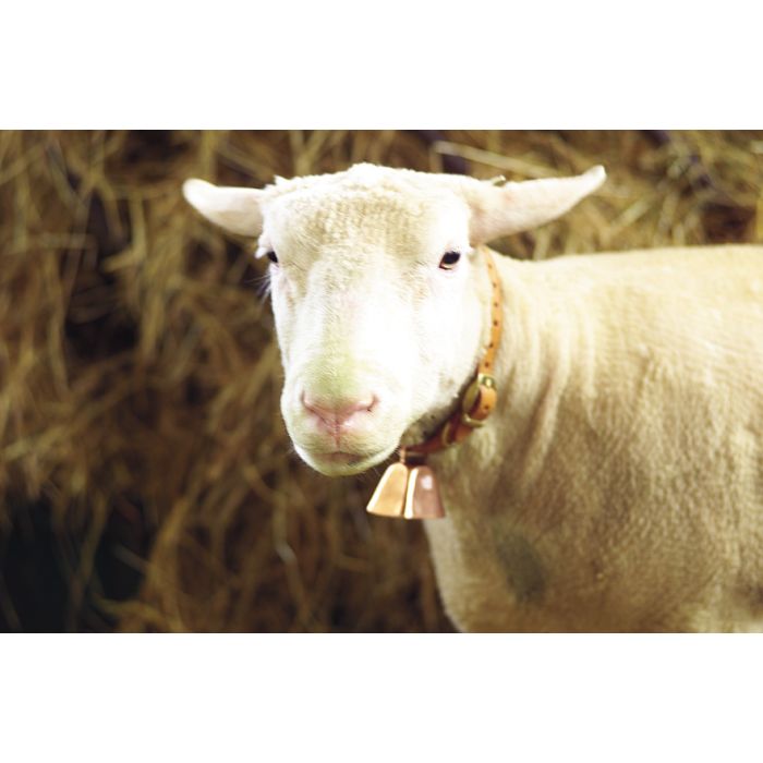 Verkupfertestahlglocke 5x5