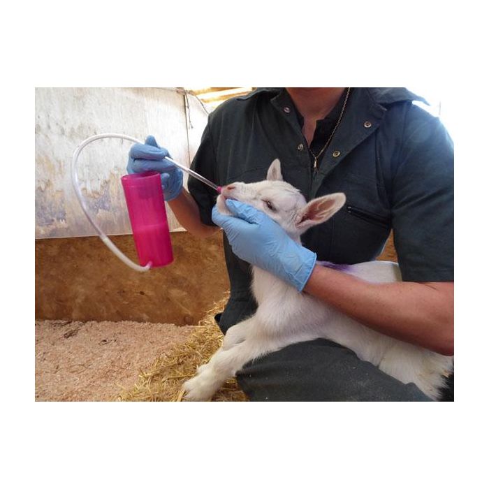 Replacement tube for the TrustiTuber for lamb ANTAHI