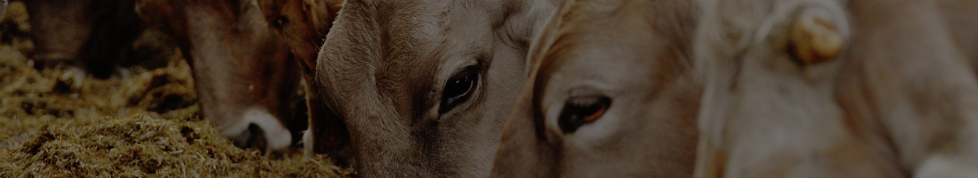 UKAL-nouveautés-2026