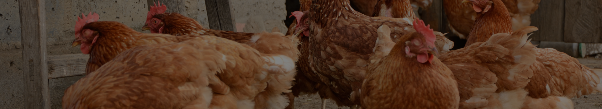 UKAL-Pré-saison-basse-cour 