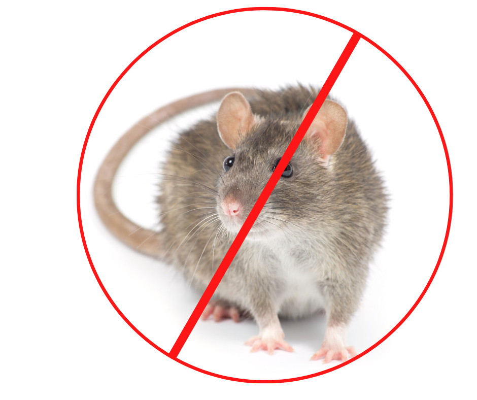 Tapette à souris et à rats, comment les utiliser ? 