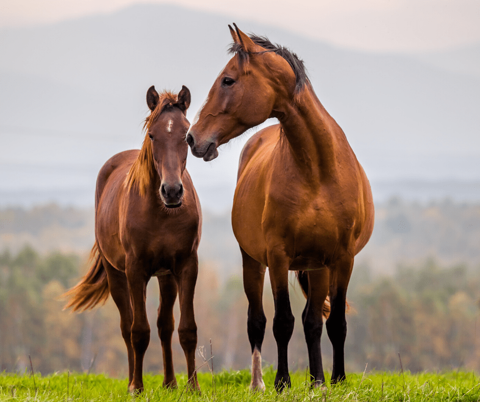 Tondeuse chevaux : Matériel d'Entretien
