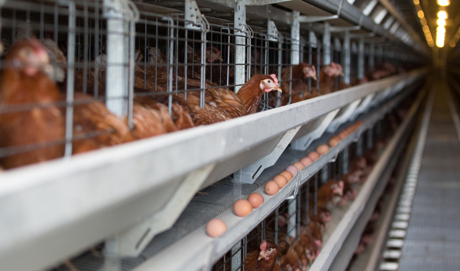 Poules : Stimulez la ponte en 10 étapes - Chemin des Poulaillers